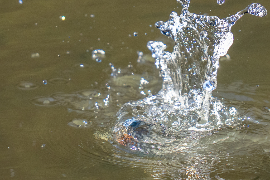 水々しい迎春ダイブ
