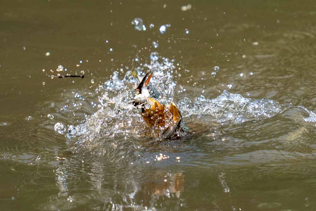 ゴールデンウィークのカワセミ