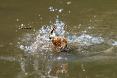 ゴールデンウィークのカワセミ
