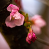 陽光桜