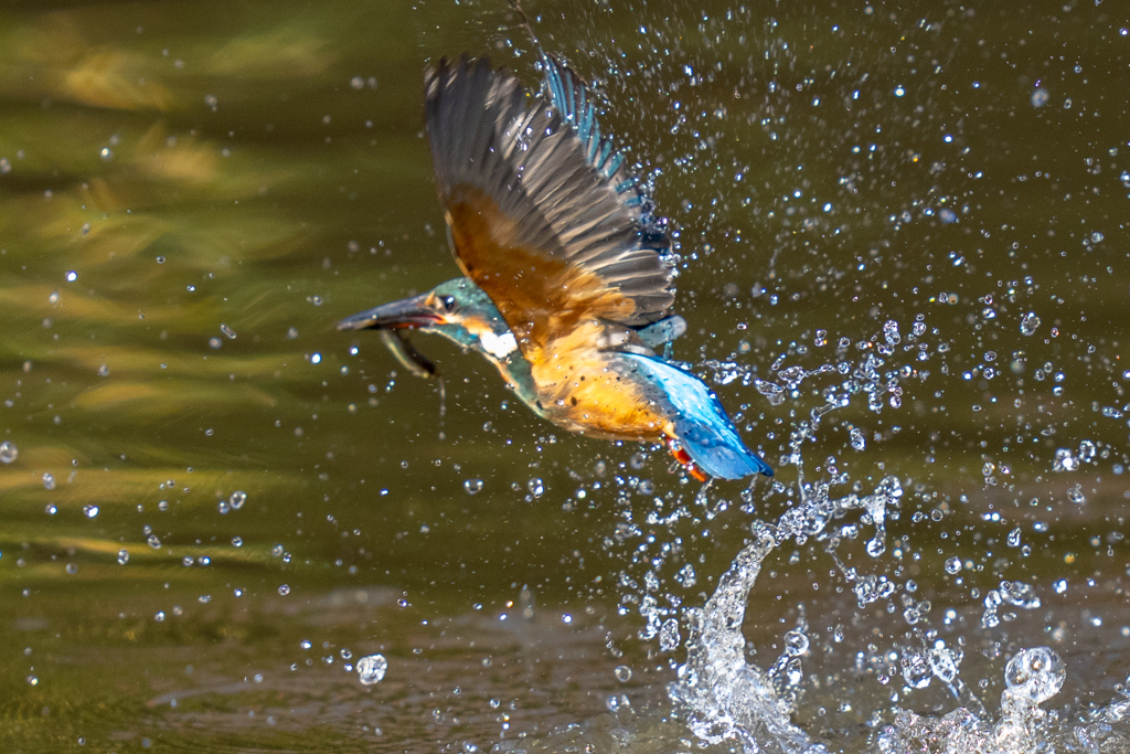 アウェーな池のカワセミ