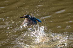 今日のカワセミ