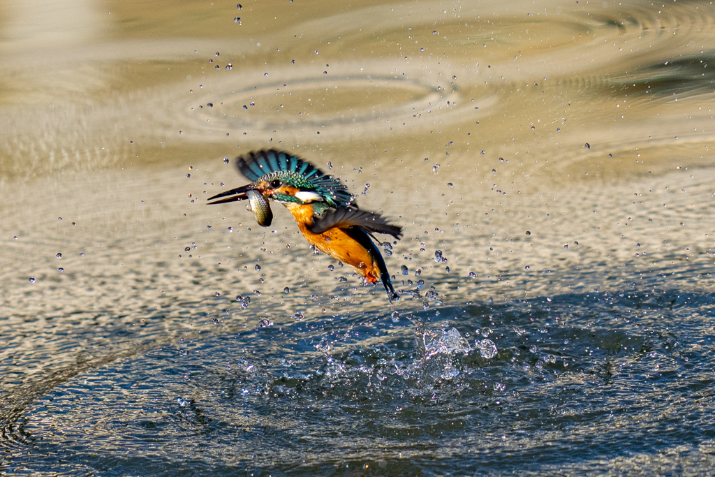 太陽に向かってダイブ