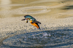 太陽に向かってダイブ