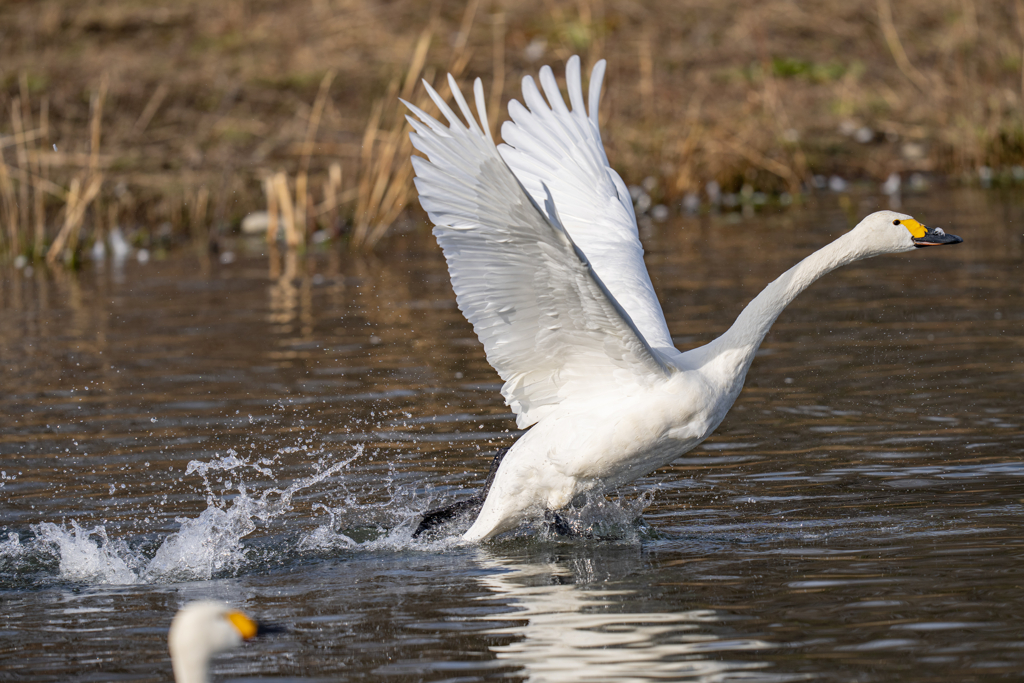 コハクチョウ離水