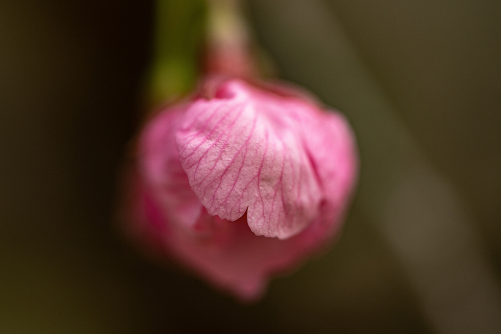 桜色