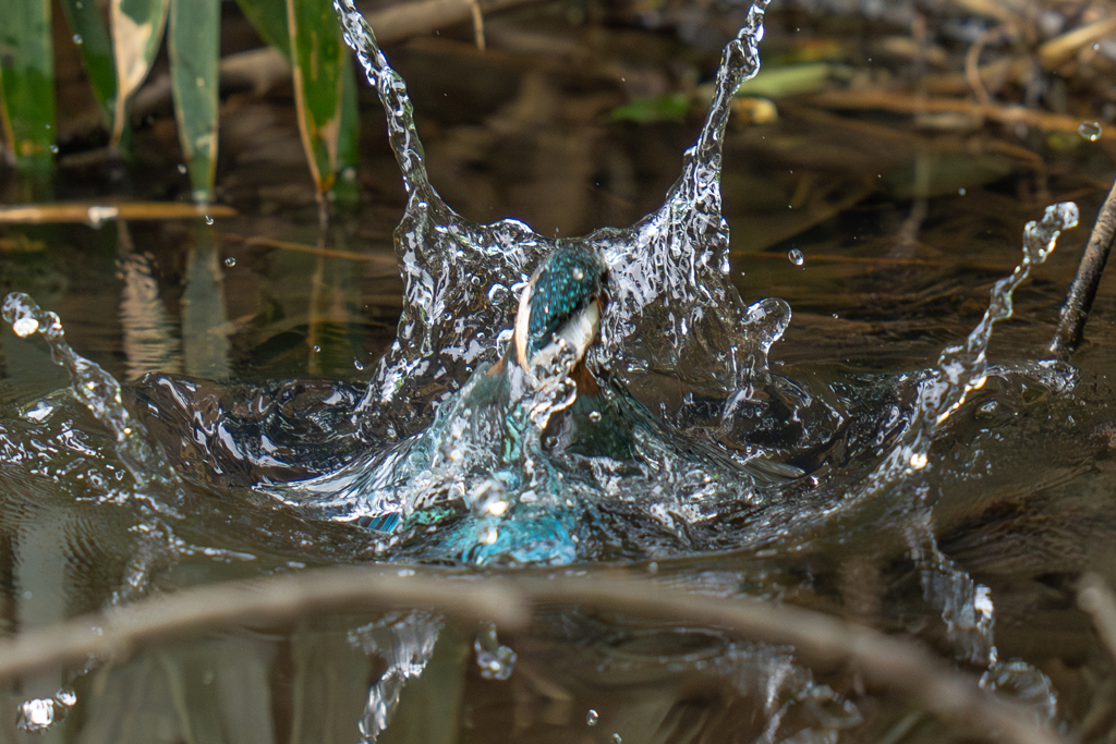 カワセミの生活