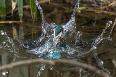 カワセミの生活