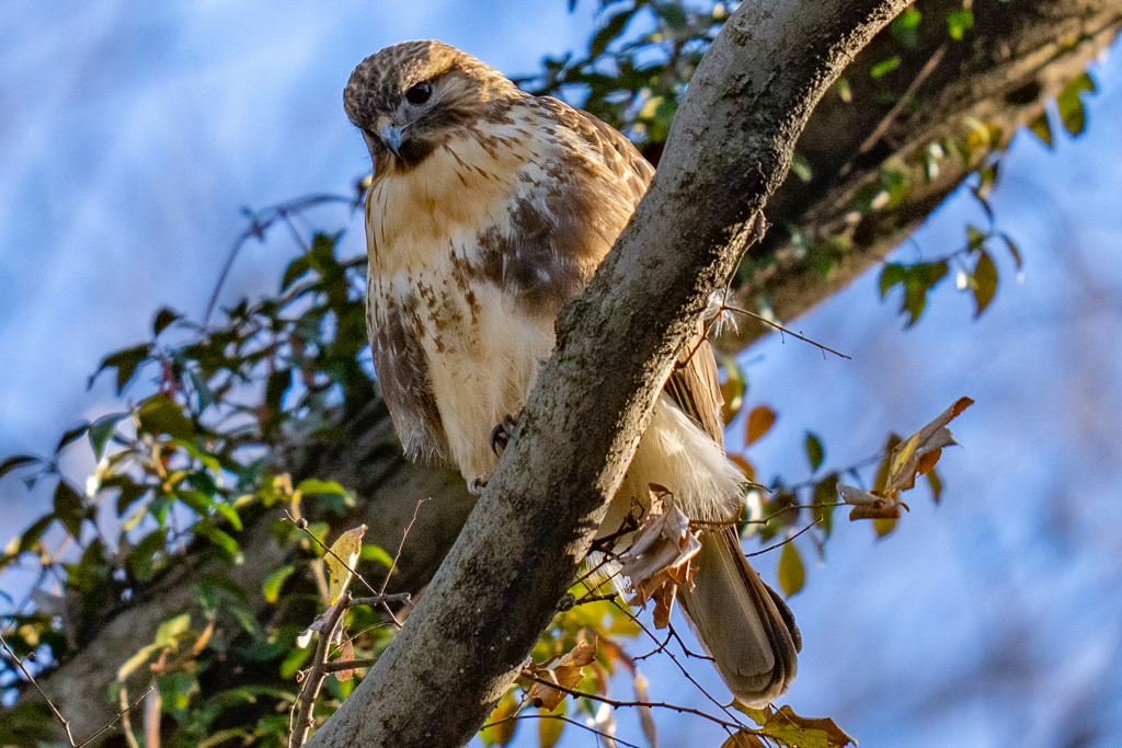 猛禽がサンタクロース