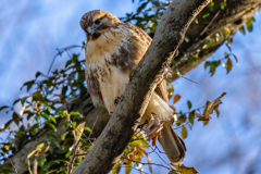 猛禽がサンタクロース