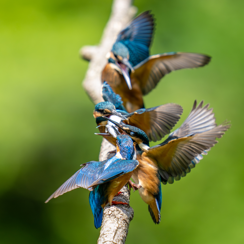 カワセミの生活