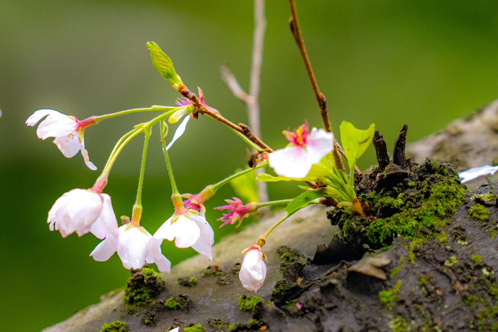 今日の桜