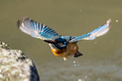 リラックス水浴び