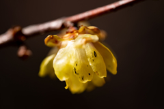 野草の時間