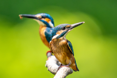 カワセミの生活