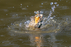 今日のカワセミ