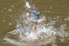 今日のカワセミ
