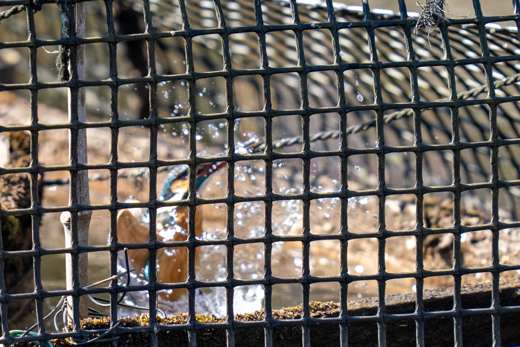 塀の中のカワセミ