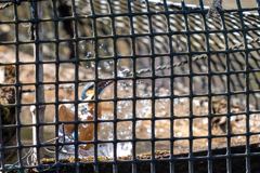 塀の中のカワセミ