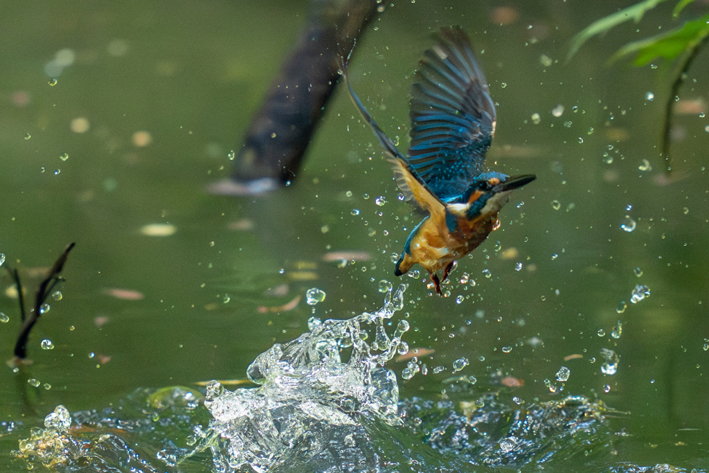 今日のカワセミ