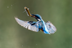 今日のカワセミ