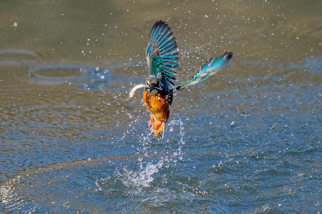 今日のカワセミ