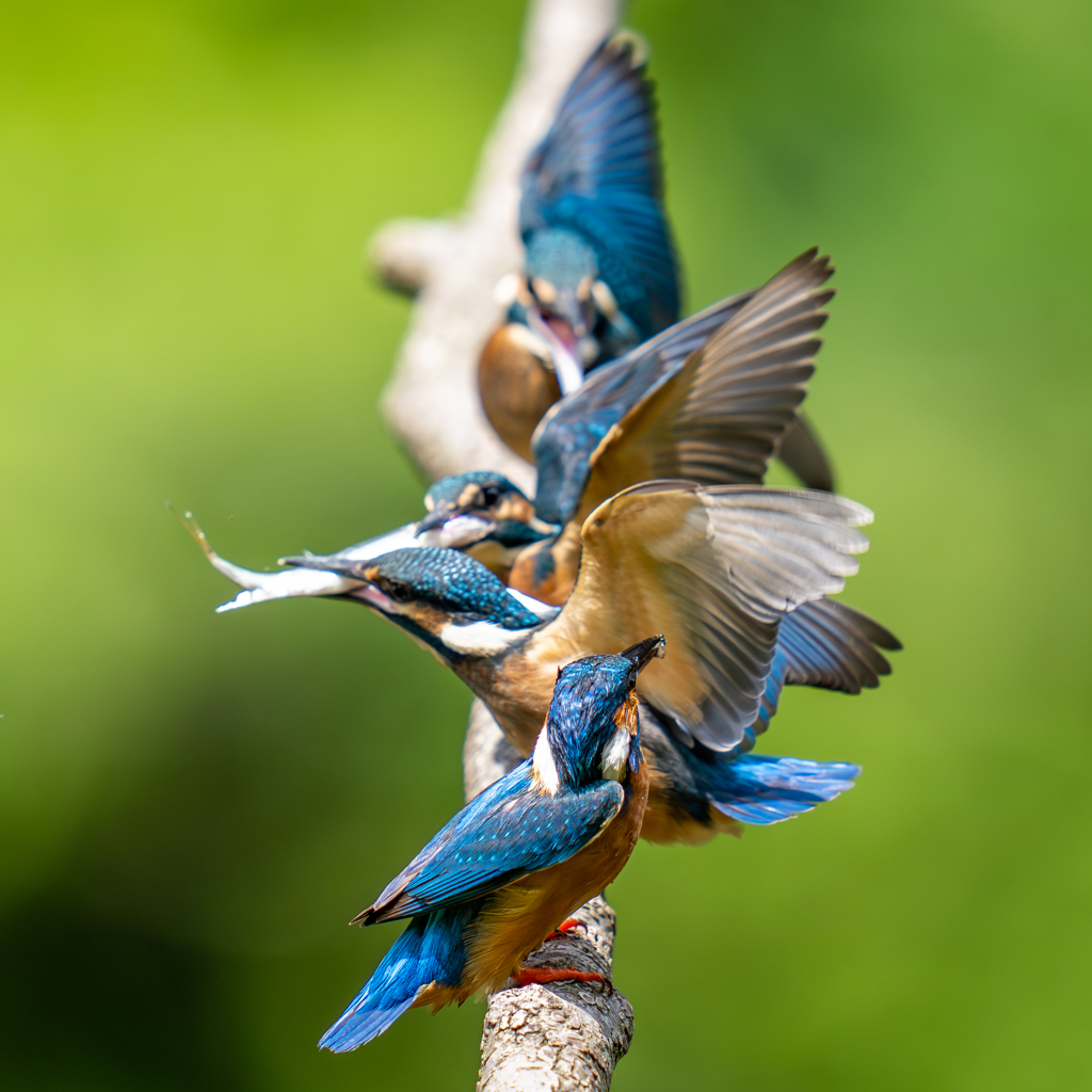 カワセミの生活