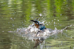 新緑水浴び