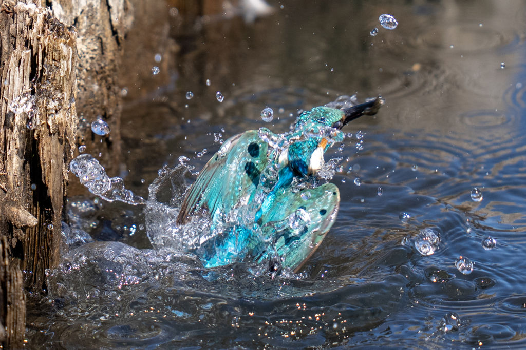 ターコイズブルー