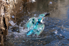 ターコイズブルー