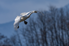 コハクチョウ着水