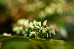 野草の時間