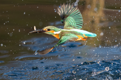 今日のカワセミ