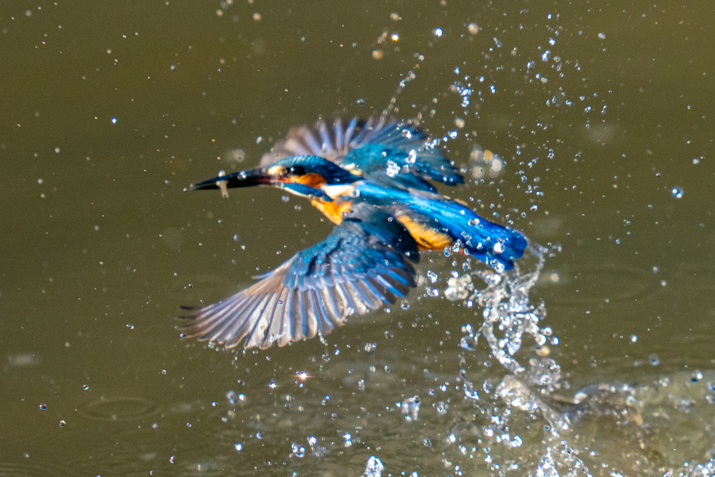 今日のカワセミ・弐ノ型