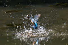 ゴールデンウィークのカワセミ