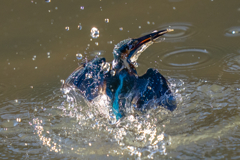 イヴのカワセミ