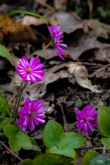 野草の時間