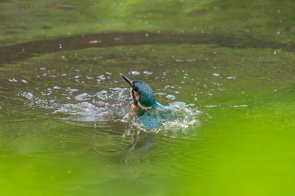 カワセミの生活