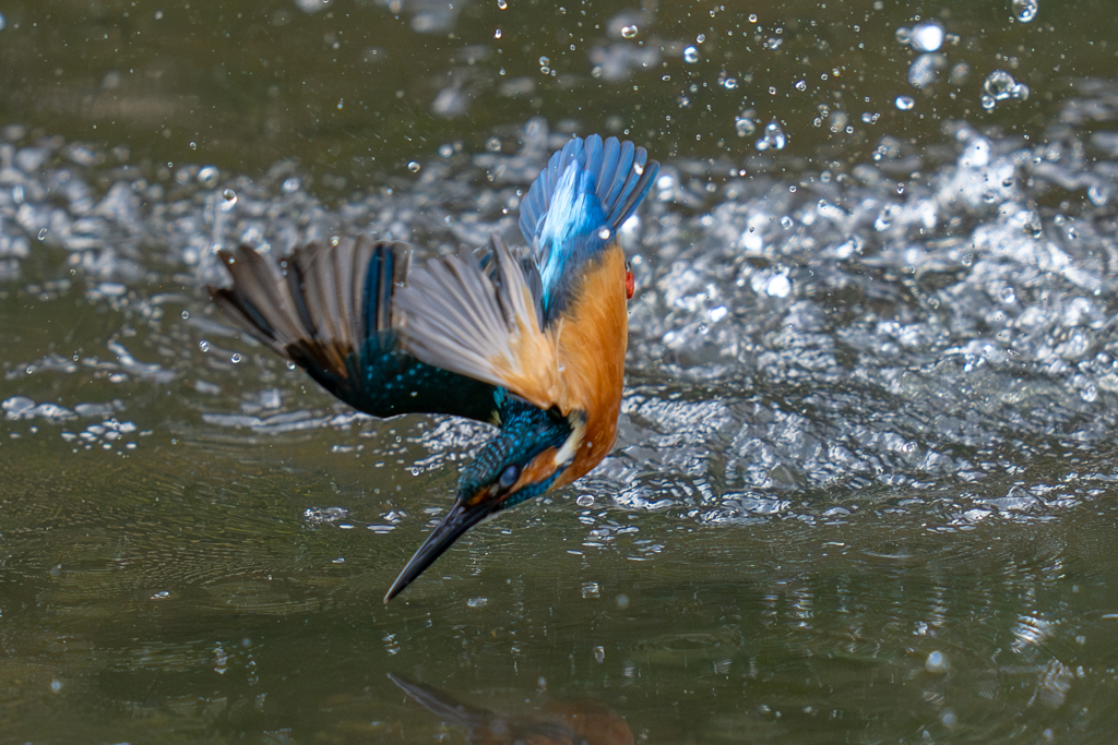 腹こすり水浴び
