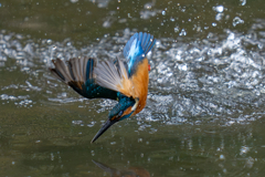 腹こすり水浴び