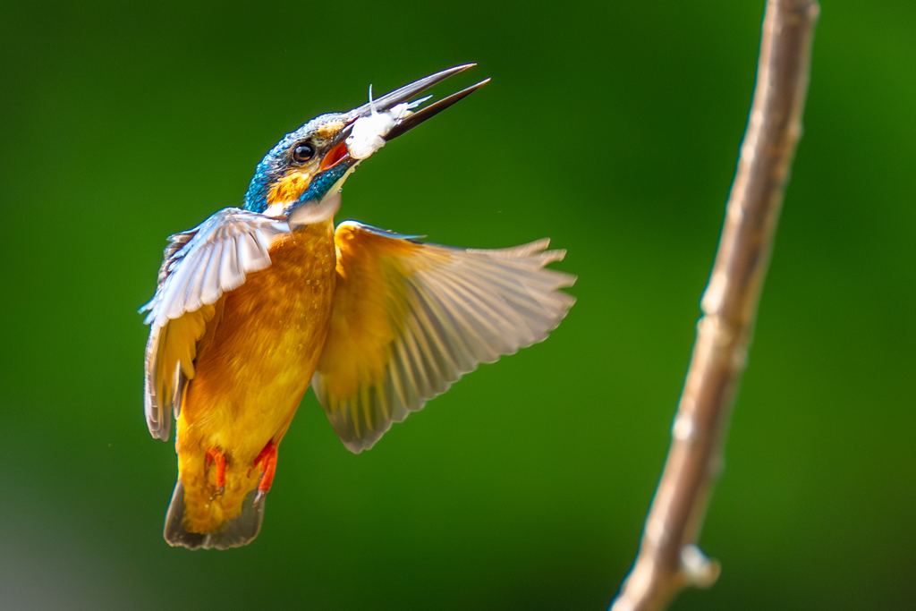 カワセミの生活