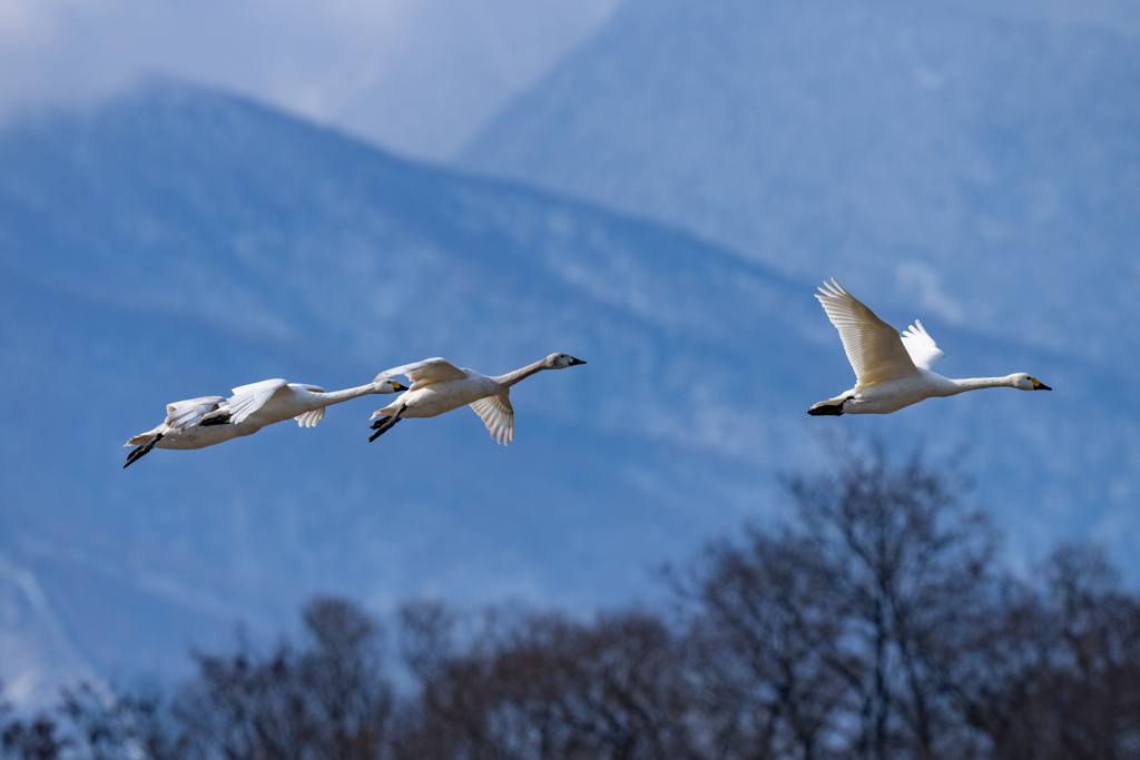 コハクチョウ飛翔