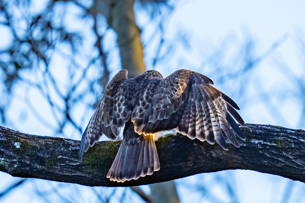猛禽がサンタクロース