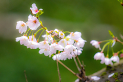 今日の桜