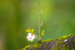 今日の桜