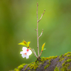 今日の桜