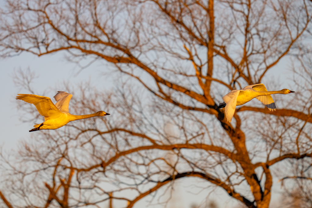 夕陽のコハクチョウ