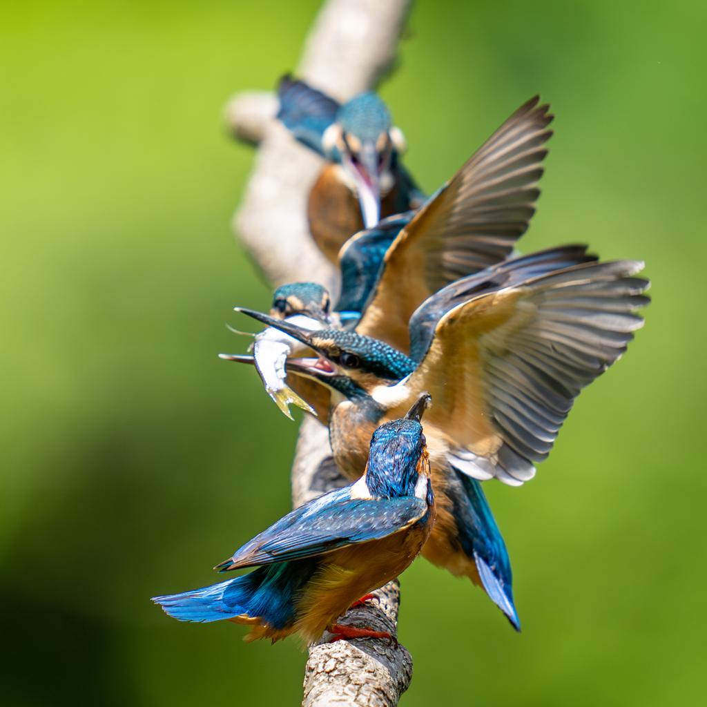 カワセミの生活