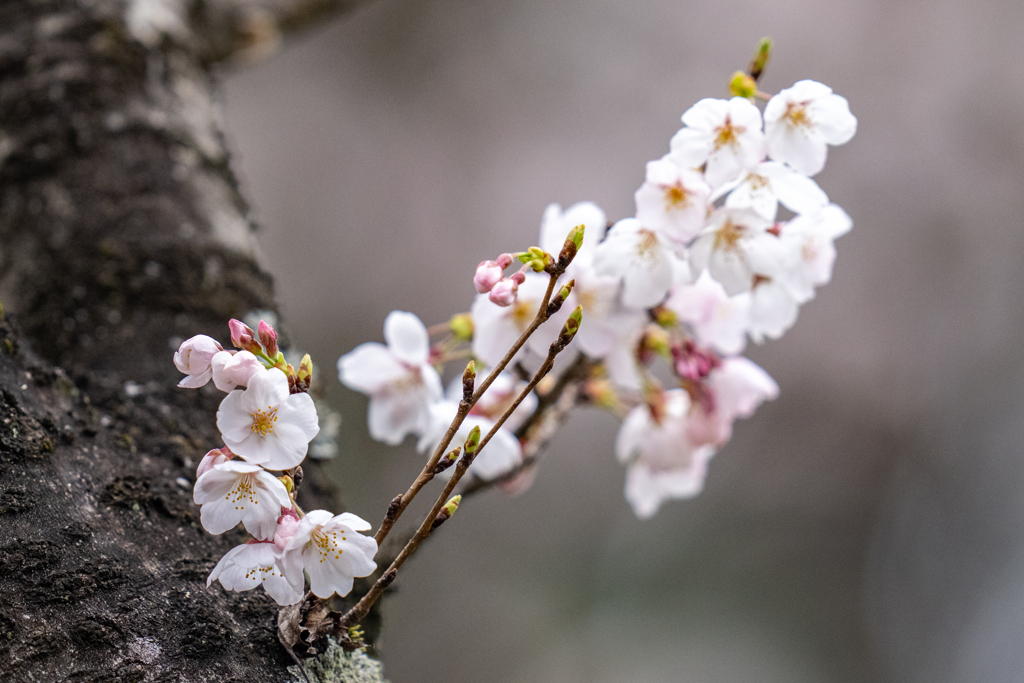 今日の桜