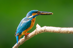 カワセミの生活